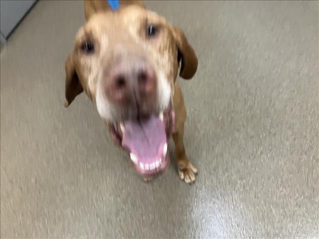 Shelter Stray Male Dog last seen Near BLOCK N COVINGTON CIR, WICHITA KS 67212, Wichita, KS 67219