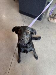 Shelter Stray Female Dog last seen Near BLOCK S MERIDIAN AVE, WICHITA KS 67217, Wichita, KS 67219