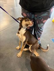 Shelter Stray Female Dog last seen Near BLOCK E HARRY ST, WICHITA KS 67211, Wichita, KS 67219