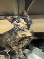 Shelter Stray Female Cat last seen Near BLOCK N ROOSEVELT AVE, WICHITA KS 67208, Wichita, KS 67219