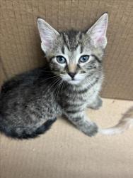 Shelter Stray Unknown Cat last seen Near BLOCK N ROOSEVELT AVE, WICHITA KS 67208, Wichita, KS 67219