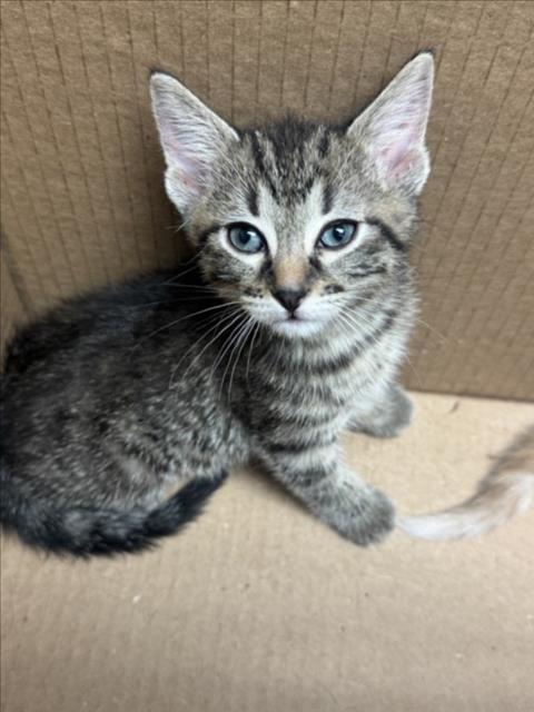 Shelter Stray Unknown Cat last seen Near BLOCK N ROOSEVELT AVE, WICHITA KS 67208, Wichita, KS 67219