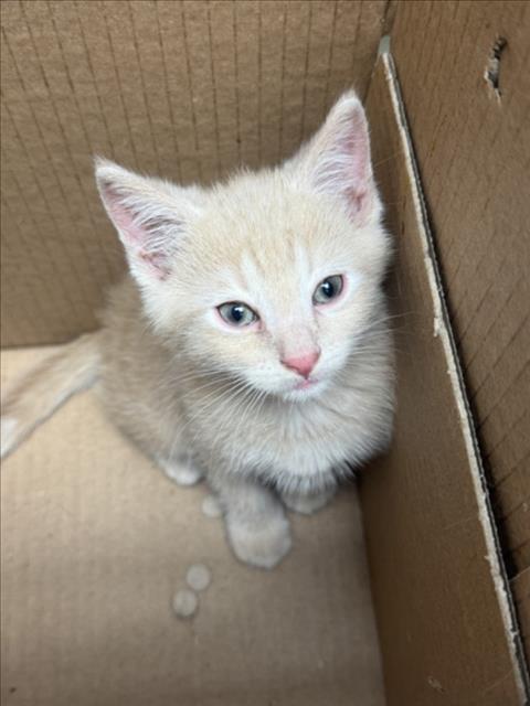 Shelter Stray Unknown Cat last seen Near BLOCK N ROOSEVELT AVE, WICHITA KS 67208, Wichita, KS 67219