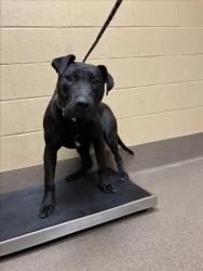 Shelter Stray Male Dog last seen Near BLOCK N ANNA ST, WICHITA KS 67212, Wichita, KS 67219