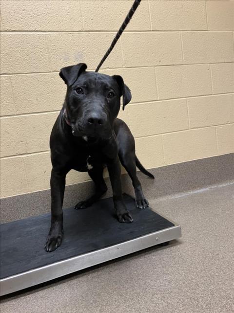 Shelter Stray Male Dog last seen Near BLOCK N ANNA ST, WICHITA KS 67212, Wichita, KS 67219