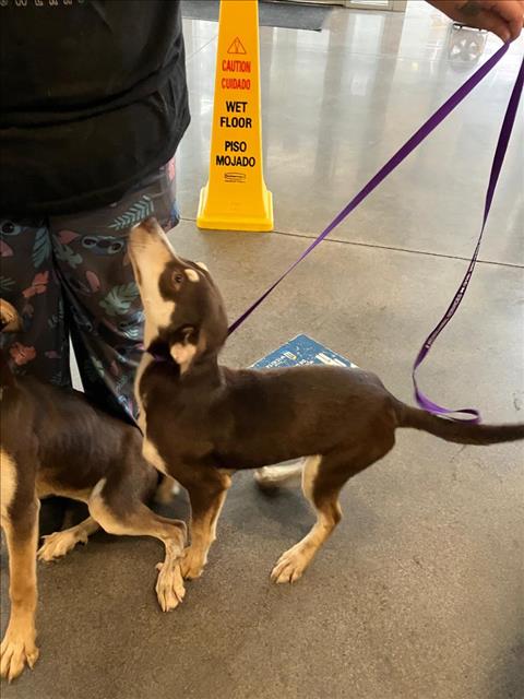 Shelter Stray Female Dog last seen Near BLOCK E HARRY ST, WICHITA KS 67211, Wichita, KS 67219