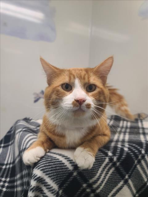 Shelter Stray Male Cat last seen CARLOS BEE, Hayward, CA 94544