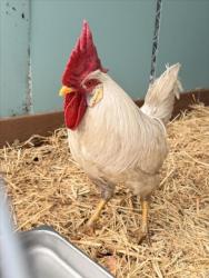 Shelter Stray Male Bird last seen ANDREA, Hayward, CA 94544