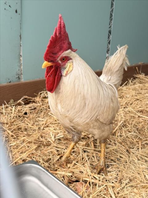Shelter Stray Male Bird last seen ANDREA, Hayward, CA 94544