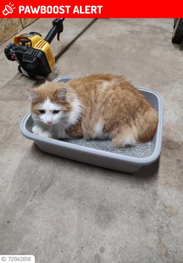 Lost Male Cat last seen Fairview Church Road , Greenville County, SC 29644