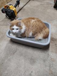 Lost Male Cat last seen Fairview Church Road , Greenville County, SC 29644