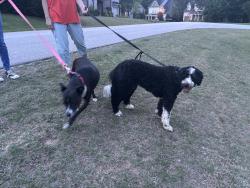 Reunited Female Dog last seen Near Azadia Court, Raleigh, NC 27603, USA, Raleigh, NC 27603