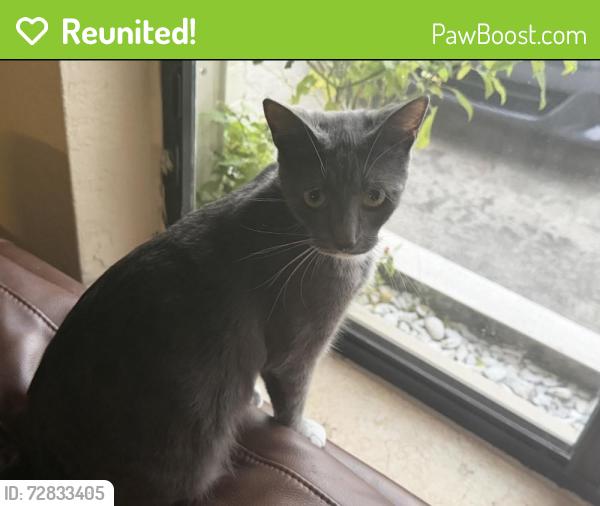 Reunited Female Cat last seen Near 14810 NE 8th Avenue, Miami, FL 33161