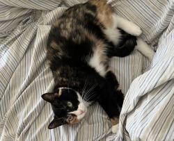 Lost Female Cat last seen Henry Road and Spring Meadow, Ballwin, MO 63011