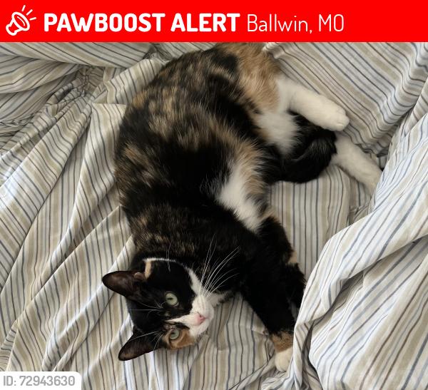 Lost Female Cat last seen Henry Road and Spring Meadow, Ballwin, MO 63011