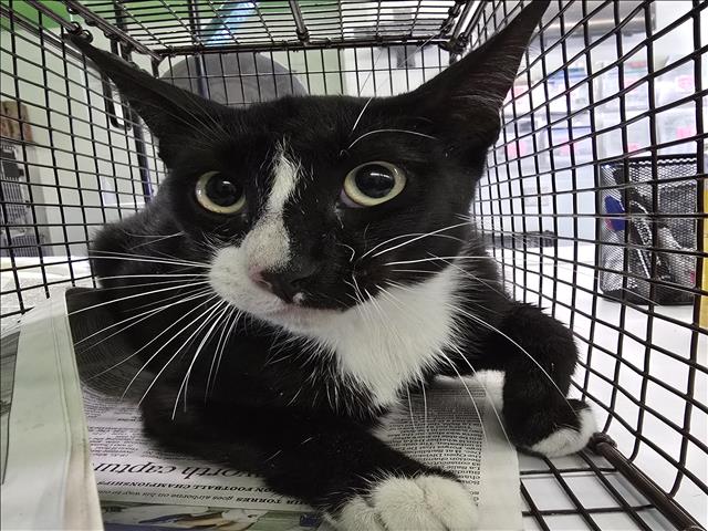 Shelter Stray Male Cat last seen , Los Angeles, CA 90047