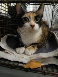 Shelter Stray Female Cat last seen , Los Angeles, CA 90047