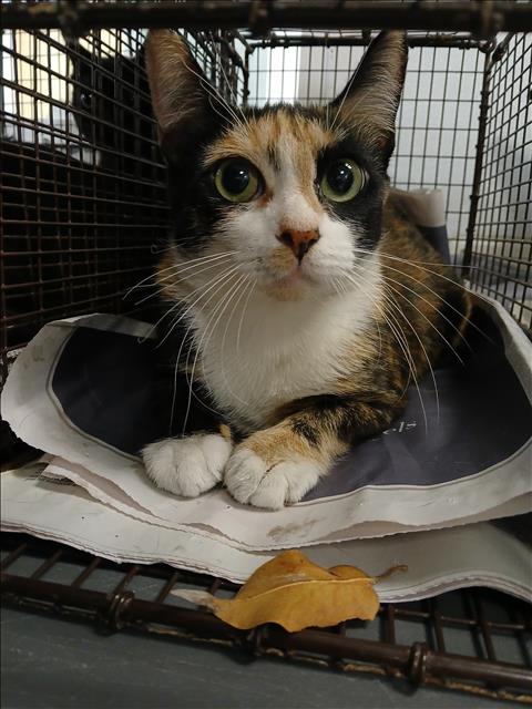 Shelter Stray Female Cat last seen , Los Angeles, CA 90047