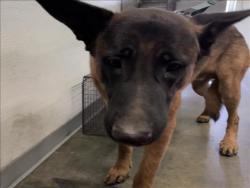 Shelter Stray Male Dog last seen , Los Angeles, CA 90047