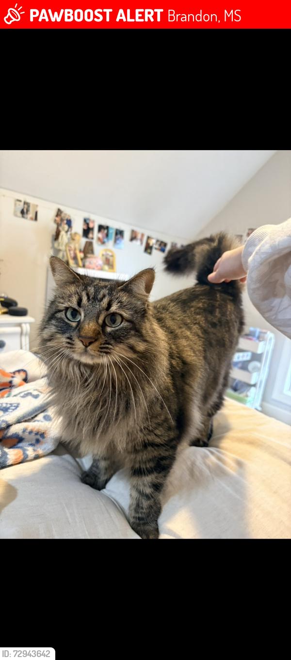 Lost Female Cat last seen Highway 471 Brandon MS, Brandon, MS 39042