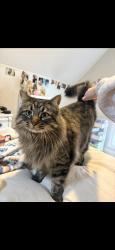 Lost Female Cat last seen Highway 471 Brandon MS, Brandon, MS 39042