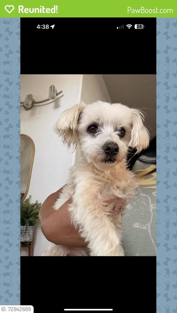 Reunited Male Dog last seen Santa Ana, CA, USA, Santa Ana, CA 92701