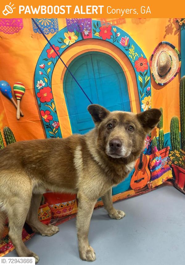 Found/Stray Unknown Dog last seen Located at Rockdale County Animal Service, 1506 Rockbridge Road, Conyers, GA 30012, Conyers, GA 30012