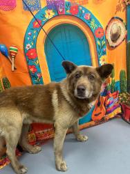 Found/Stray Unknown Dog last seen Located at Rockdale County Animal Service, 1506 Rockbridge Road, Conyers, GA 30012, Conyers, GA 30012