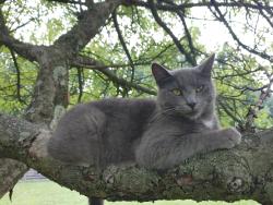 Lost Female Cat last seen Ritchie Rd, Highfield-Cascade, MD 21719
