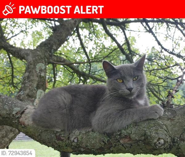 Lost Female Cat last seen Ritchie Rd, Highfield-Cascade, MD 21719