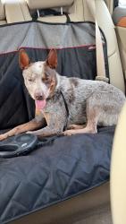 Found/Stray Male Dog last seen 193rd &Antioch, Aubry Township, KS 66013