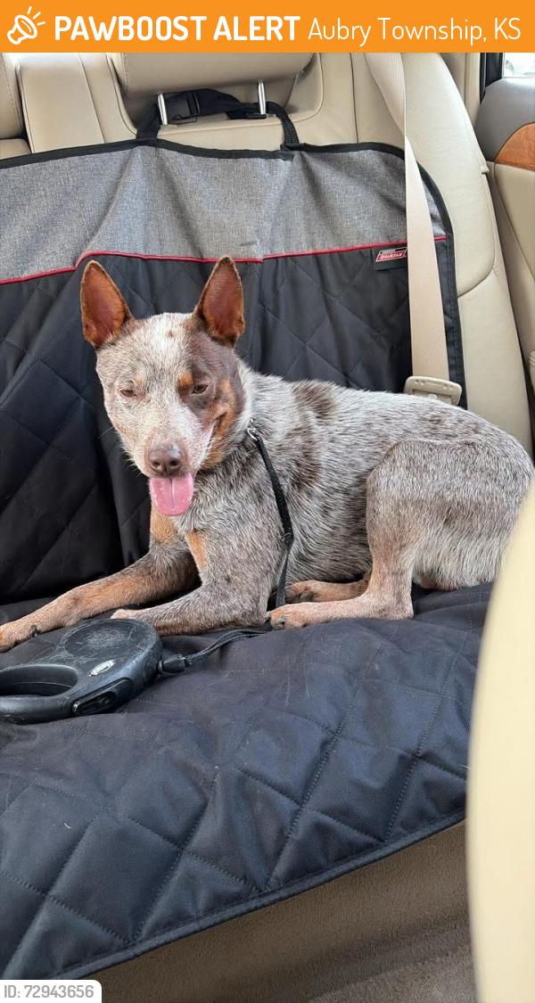 Found/Stray Male Dog last seen 193rd &Antioch, Aubry Township, KS 66013