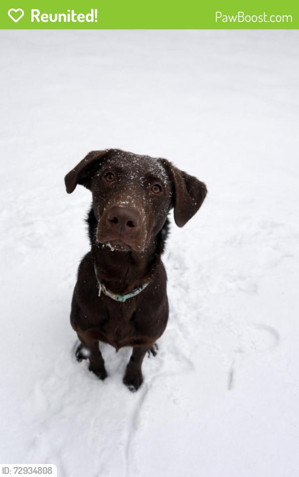 Reunited Female Dog last seen Brown trace road , South Pittsburg, TN 37380