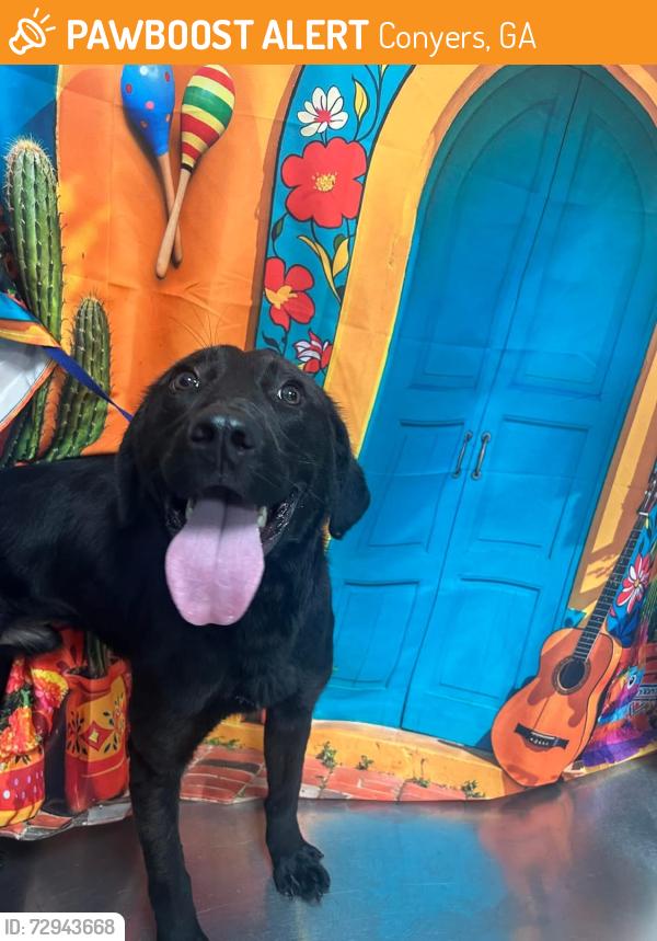 Found/Stray Unknown Dog last seen Located at Rockdale County Animal Service, 1506 Rockbridge Road, Conyers, GA 30012, Conyers, GA 30012