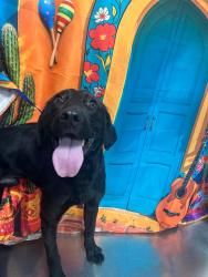 Found/Stray Unknown Dog last seen Located at Rockdale County Animal Service, 1506 Rockbridge Road, Conyers, GA 30012, Conyers, GA 30012