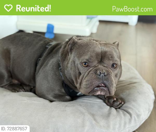 Reunited Male Dog last seen Heather drive San Pablo , San Pablo, CA 94806
