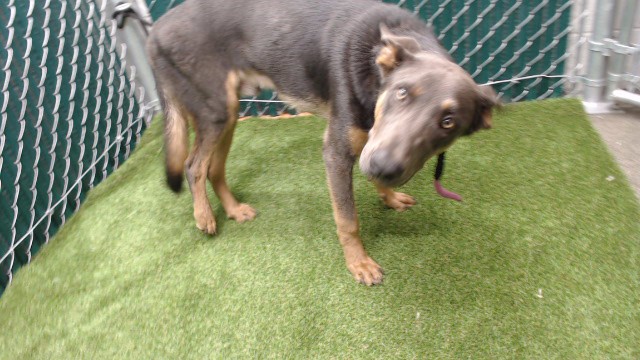 Shelter Stray Male Dog last seen , Downey, CA 90242