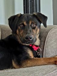 Shelter Stray Male Dog last seen Near BLOCK E KINGSTON AVENUE, Watterson Park, KY 40218