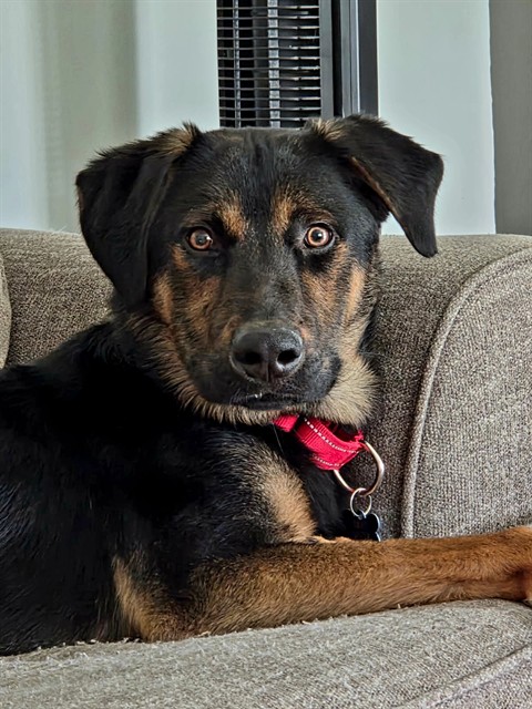 Shelter Stray Male Dog last seen Near BLOCK E KINGSTON AVENUE, Watterson Park, KY 40218