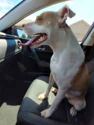 Reunited Male Dog last seen 8th St & Milwaukee , Lubbock, TX 79416