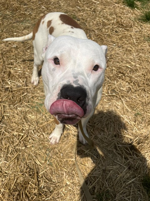 Shelter Stray Male Dog last seen Near BLOCK PRESTON HIGHWAY, Watterson Park, KY 40218