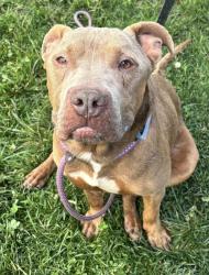 Shelter Stray Male Dog last seen Near BLOCK SHASTA TRAIL, Watterson Park, KY 40218