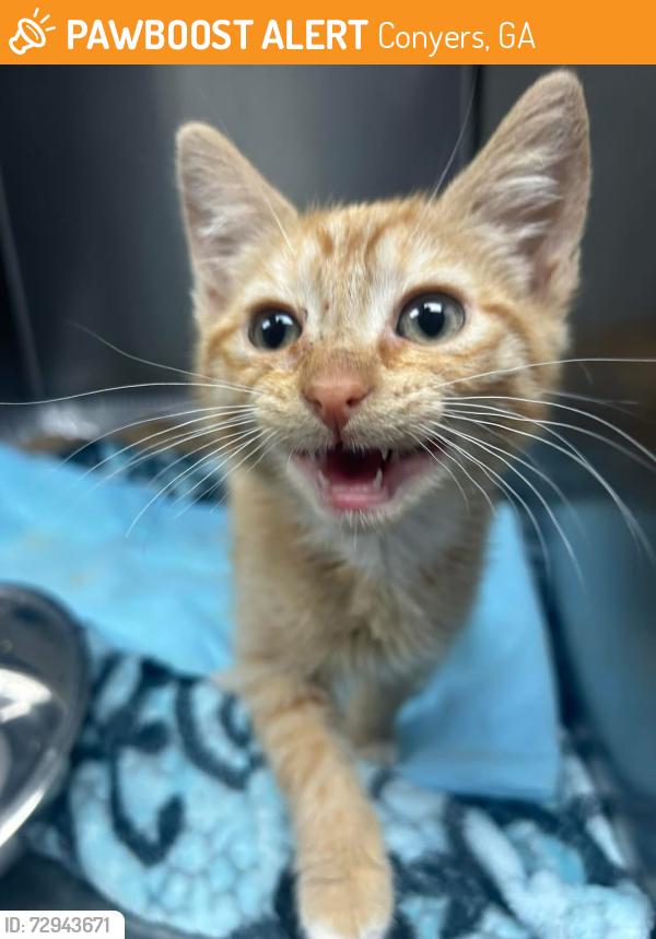 Found/Stray Unknown Cat last seen Located at Rockdale County Animal Service, 1506 Rockbridge Road, Conyers, GA 30012, Conyers, GA 30012
