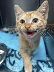 Found/Stray Unknown Cat last seen Located at Rockdale County Animal Service, 1506 Rockbridge Road, Conyers, GA 30012, Conyers, GA 30012