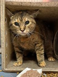 Shelter Stray Female Cat last seen Near BLOCK CHRISTMAN DR, Watterson Park, KY 40218