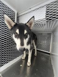 Shelter Stray Male Dog last seen Near BLOCK ALICANTE AVE, LAMONT CA 93241, Bakersfield, CA 93308