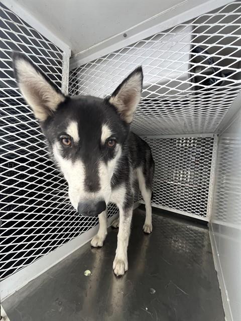 Shelter Stray Male Dog last seen Near BLOCK ALICANTE AVE, LAMONT CA 93241, Bakersfield, CA 93308