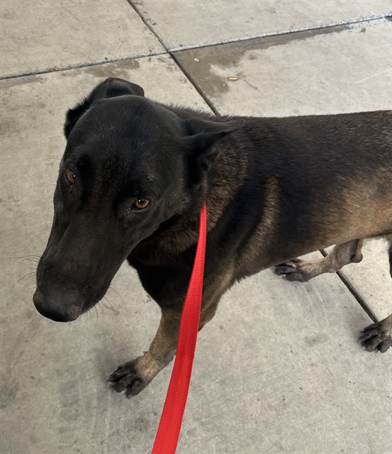 Shelter Stray Male Dog last seen Near BLOCK N CHESTER AVE, BAKERSFIELD CA 93308, Bakersfield, CA 93308