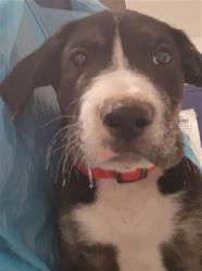 Shelter Stray Male Dog last seen Near BLOCK E MINNER AVE, BAKERSFIELD CA 93308, Bakersfield, CA 93308