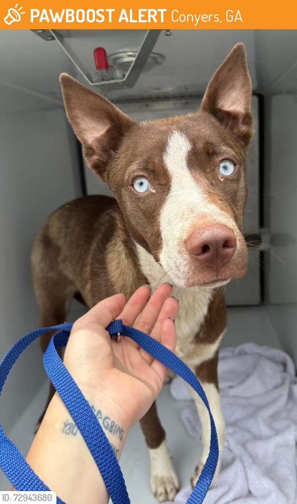 Found/Stray Unknown Dog last seen Located at Rockdale County Animal Service, 1506 Rockbridge Road, Conyers, GA 30012, Conyers, GA 30012